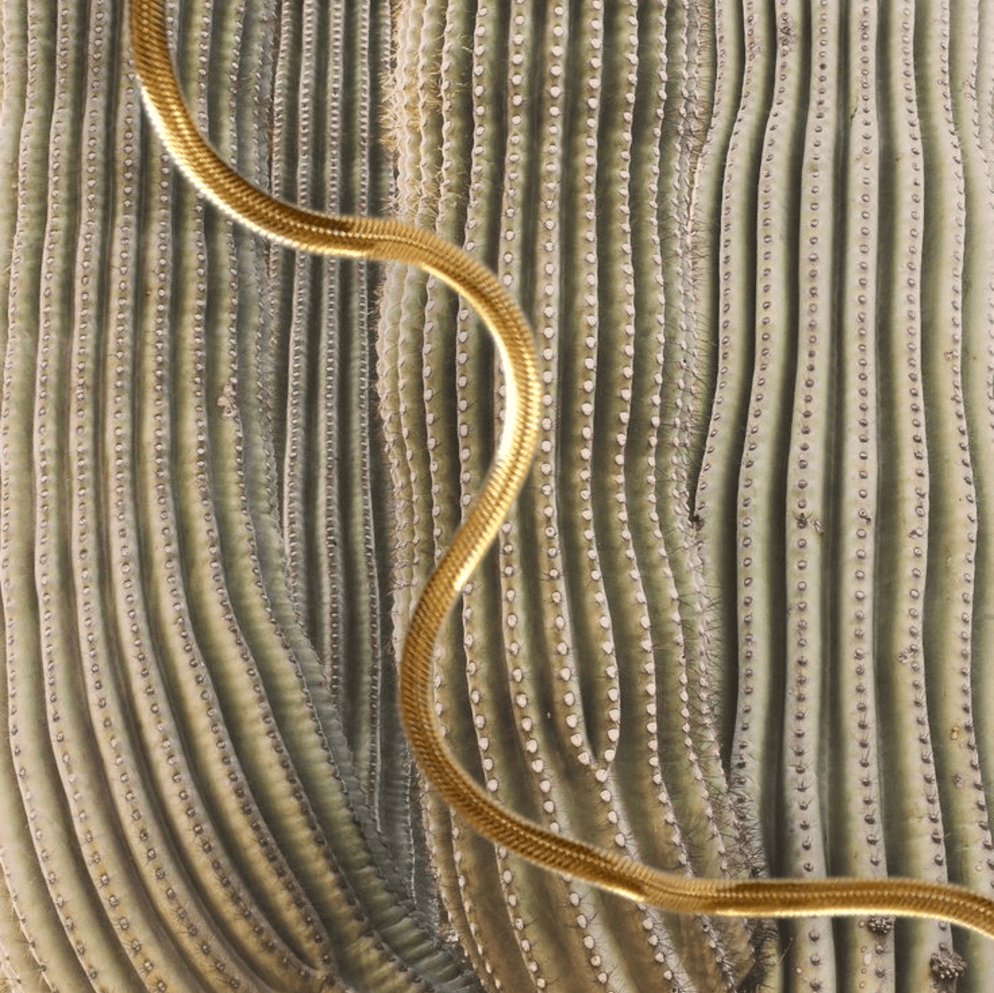 14kt Gold Snake Chain
